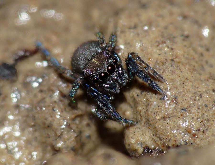 Altro salticidae